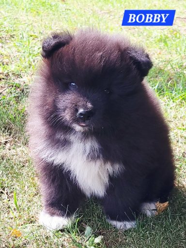 BOBBY 1 MOIS ET DEMI