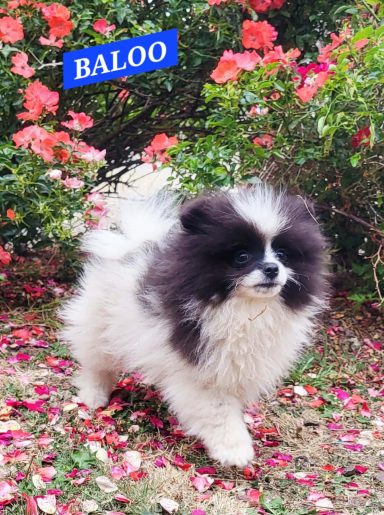 BALOO 14/07