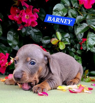 BARNEY 4SEMAINES