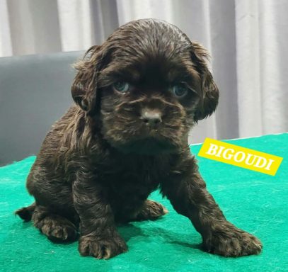 BIGOUDI 1MOIS