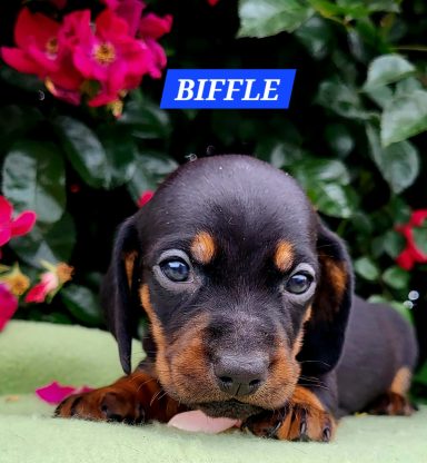 BIFFLE 4SEMAINES