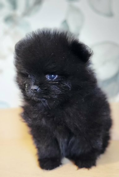 BLACKY 1MOIS ET DEMI