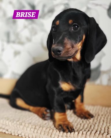 BRISE 2MOIS ET DEMI