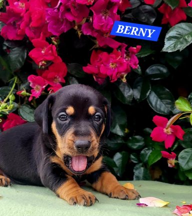 BERNY 4SEMAINES
