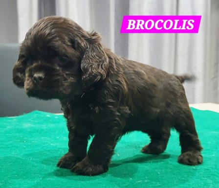 BROCOLIS 1MOIS