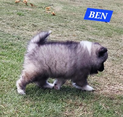 BEN 1 MOIS ET DEMI