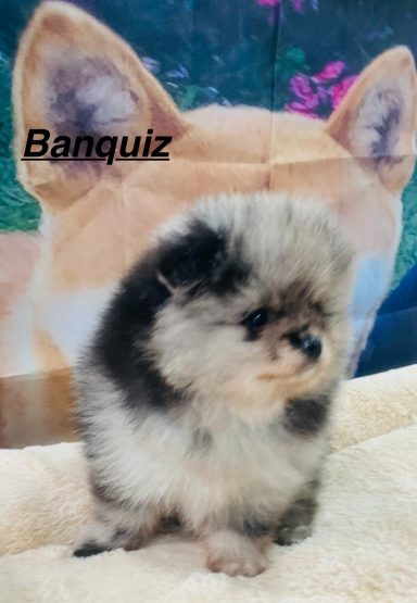BANQUIZ 01/09
