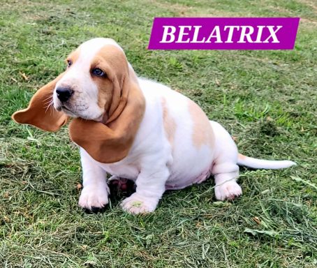 BELATRIX 7SEMAINES