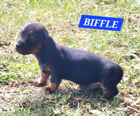 BIFLE 5SEMAINES