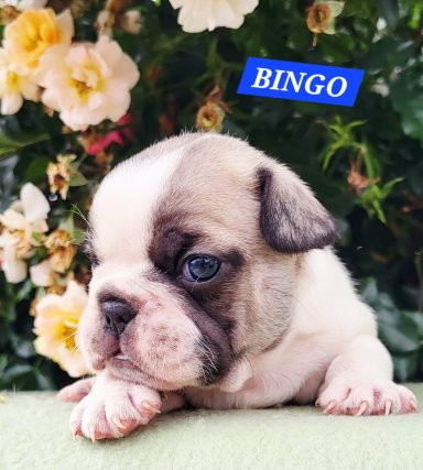 BINGO 3SEMAINES