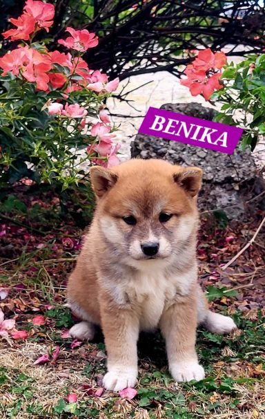 BENIKA 1MOIS ET DEMI