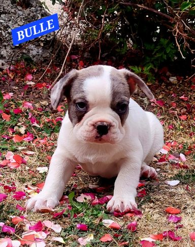 BULLE 1MOIS ET DEMI