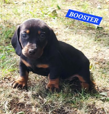 BOOSTER 5SEMAINES