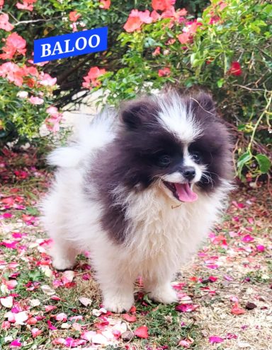 BALOO 14/07