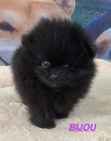 BIJOU 01/09