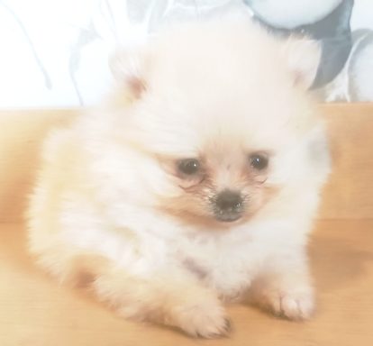 SOOKEE (BLANQUETTE) 1MOIS ET DEMI