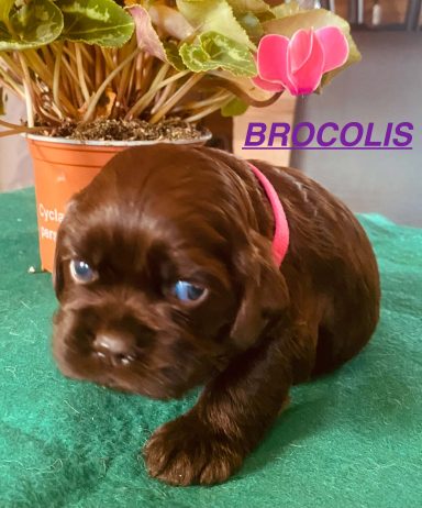 BROCOLIS 3 SEMAINES