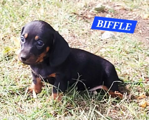 BIFLE 5SEMAINES