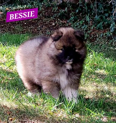 BESSIE 1MOIS ET DEMI