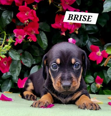 BRISE 4SEMAINES