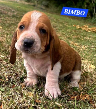 BIMBO 1MOIS