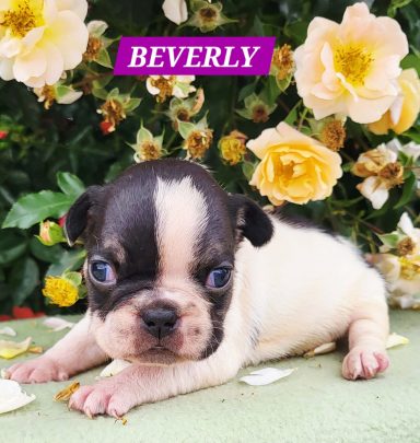 BEVERLY 3SEMAINES