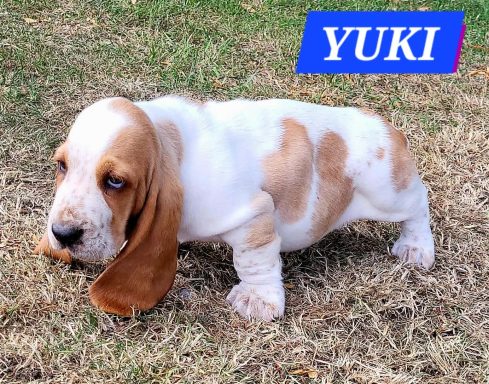YUKI 7SEMAINES