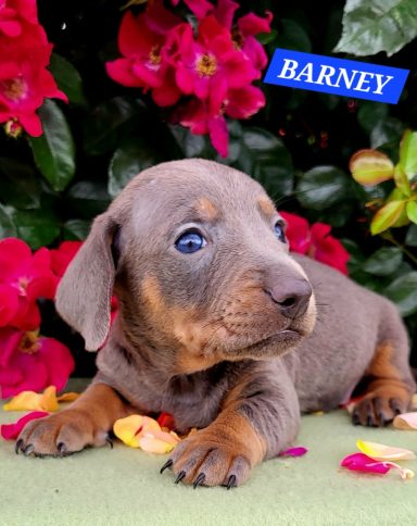 BARNEY 4SEMAINES