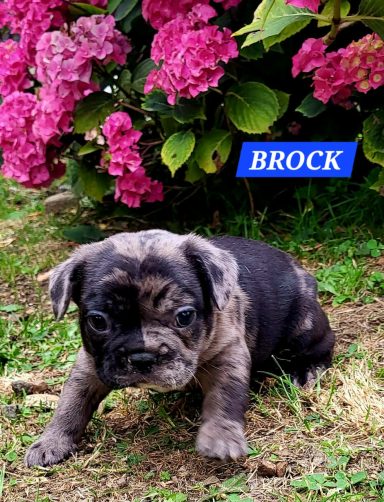 BROCK 1MOIS