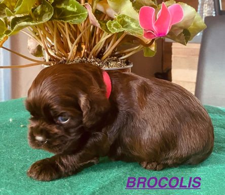 BROCOLIS 3 SEMAINES