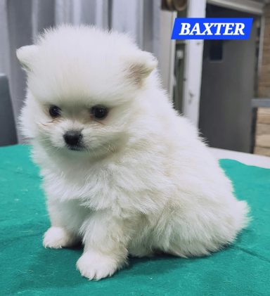 BAXTER 1MOIS ET 10JOURS