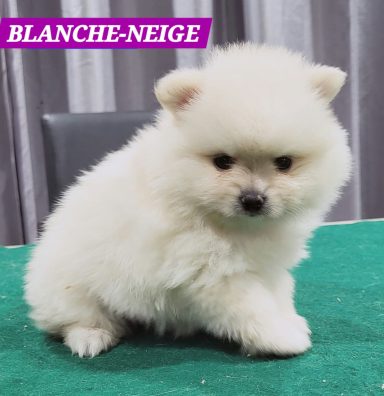 BLANCHE NEIGE 1MOIS ET 10JOURS