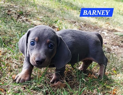 BARNEY 5SEMAINES