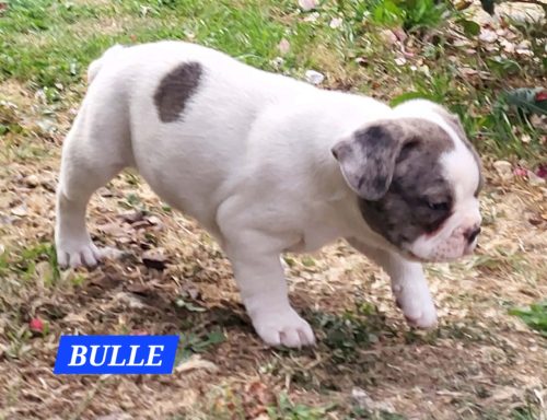 BULLE 1MOIS ET DEMI