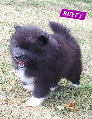 BUFFY 1MOIS ET DEMI
