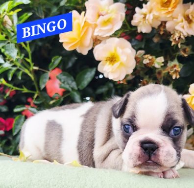 BINGO 3SEMAINES