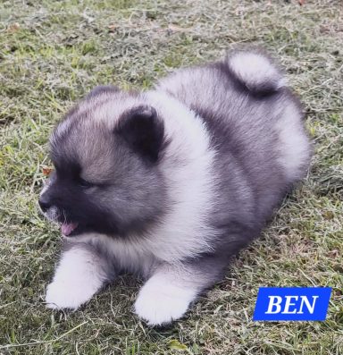 BEN 1 MOIS ET DEMI