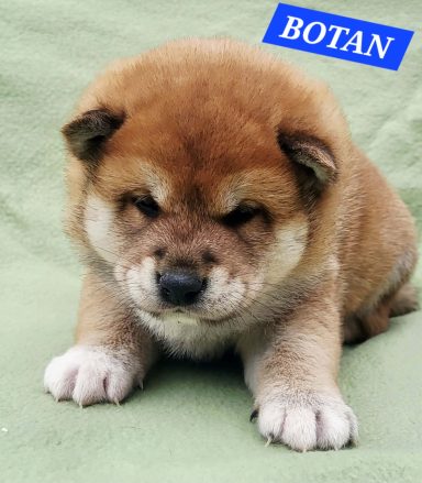 BOTAN 1MOIS
