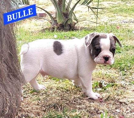 BULLE 1MOIS ET DEMI