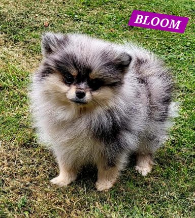 BLOOM 01/07