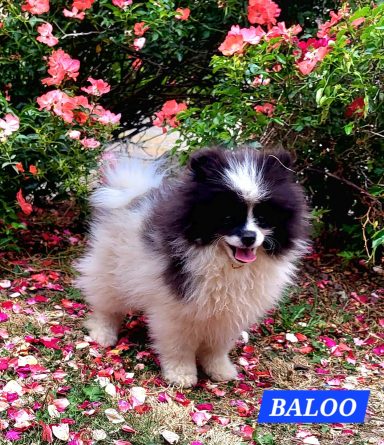 BALOO 14/07
