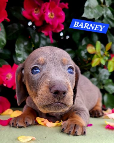 BARNEY 4SEMAINES
