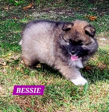 BESSIE 1MOIS ET DEMI