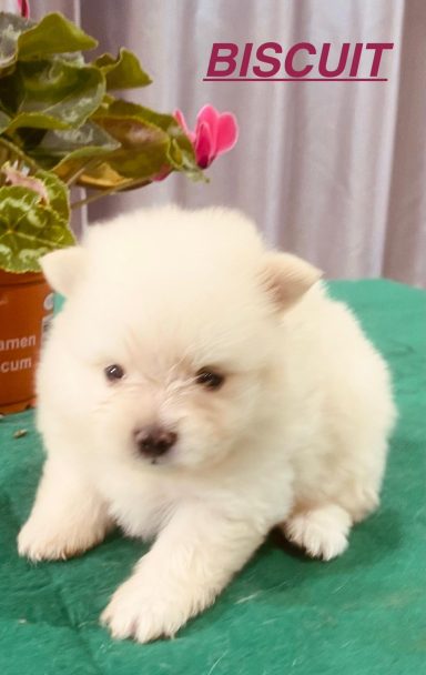 BISCUIT 1MOIS