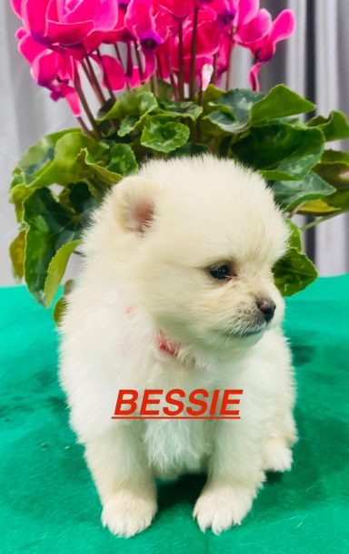 BESSIE 1MOIS