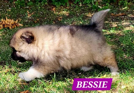 BESSIE 1MOIS ET DEMI