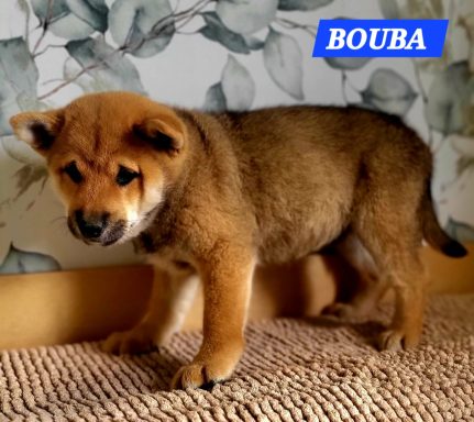 BOUBA 2MOIS ET DEMI