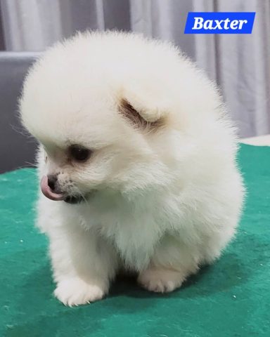 BAXTER 1MOIS ET 10JOURS