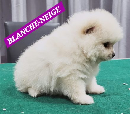 BLANCHE NEIGE 1MOIS ET 10JOURS