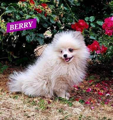 BERRY 14/07